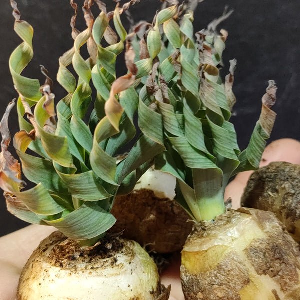 Ready Succulents-  Asparagaceae _ Albuca Namaquensis Coilonox Concordianum弹簧草